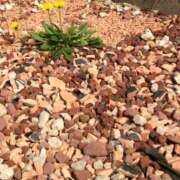 ヒメ日記 2025/03/26 15:39 投稿 かおり 人妻美人館