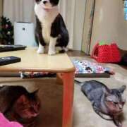 ヒメ日記 2025/08/22 04:02 投稿 かおり 人妻美人館