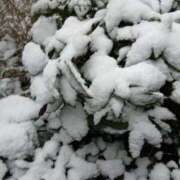 ヒメ日記 2026/02/08 12:05 投稿 まき 華椿（YESグループヨコハマ）