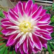 ヒメ日記 2026/04/14 22:30 投稿 まき 華椿（YESグループヨコハマ）