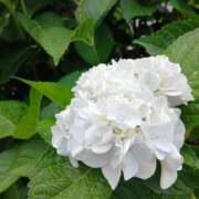 ヒメ日記 2026/07/01 21:31 投稿 まき 華椿（YESグループヨコハマ）