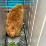 一条えりか にゃん アロマージュ大宮