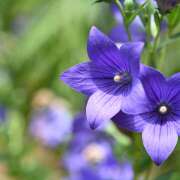 ヒメ日記 2026/02/11 08:42 投稿 ききょう 西川口淑女館