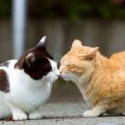 ヒメ日記 2026/03/04 15:34 投稿 ききょう 西川口淑女館