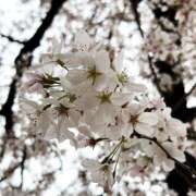 ヒメ日記 2026/03/24 15:41 投稿 ききょう 西川口淑女館