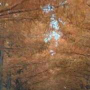 ヒメ日記 2025/12/04 09:20 投稿 ひまわり（元鎌倉御殿） パリス雄琴店