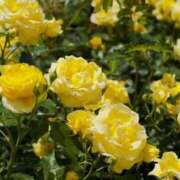 戦場ヶ原 【お礼日記】ステイ本館103 鶯谷人妻城