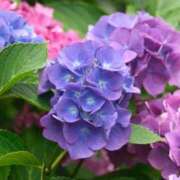 ヒメ日記 2025/06/13 17:20 投稿 めぐみ 人妻美人館