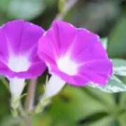 ヒメ日記 2025/06/18 07:52 投稿 めぐみ 人妻美人館