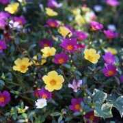 ヒメ日記 2025/07/07 19:26 投稿 めぐみ 人妻美人館