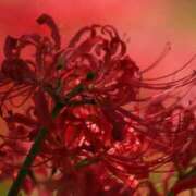 ヒメ日記 2025/09/01 19:14 投稿 めぐみ 人妻美人館