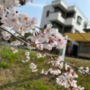 ヒメ日記 2026/03/31 01:13 投稿 なな♡PREMIUM美少女 さくらんぼ女学院