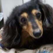 ヒメ日記 2025/06/22 02:21 投稿 ゆき 人妻美人館