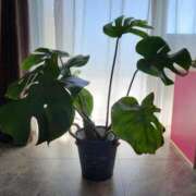 ヒメ日記 2025/07/20 17:40 投稿 ゆき 人妻美人館