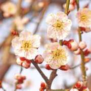 ヒメ日記 2026/01/28 20:16 投稿 みほ 花影（かえい）