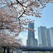 ヒメ日記 2026/03/31 22:17 投稿 みほ 花影（かえい）