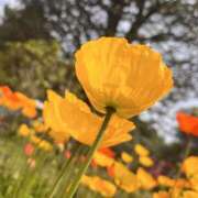 ヒメ日記 2026/04/26 09:27 投稿 みほ 花影（かえい）