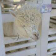 ヒメ日記 2025/12/21 21:16 投稿 ふうあ みつらん鉄道