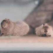 ヒメ日記 2026/01/16 10:24 投稿 ふうあ みつらん鉄道