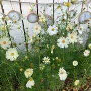 ヒメ日記 2025/11/19 17:46 投稿 莉音-りおん【FG系列】 ほんとうの人妻　柏店