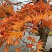 ヒメ日記 2025/11/22 19:27 投稿 莉音-りおん【FG系列】 ほんとうの人妻　松戸店