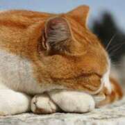 藤本らん ★こんばんは★ MADAM