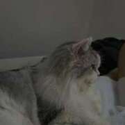 ヒメ日記 2026/01/21 20:28 投稿 りおん「りおん」 ピュアセレクラブ