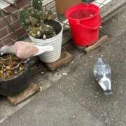 ヒメ日記 2025/12/13 18:15 投稿 井上　はづき プルプル人妻専門店