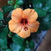 ヒメ日記 2025/11/14 21:24 投稿 なぎさ 妻天 梅田店