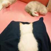 ヒメ日記 2025/12/28 19:50 投稿 ゆりこ 妖精（ようせい）