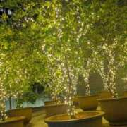 つばき はじめまして 胡蝶蘭