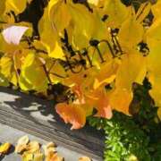 ヒメ日記 2025/11/18 14:01 投稿 くみ マダムの品格