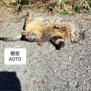 ヒメ日記 2025/11/22 07:54 投稿 碧音 熟女の風俗最終章 横浜本店