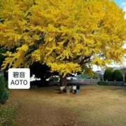 ヒメ日記 2025/11/24 09:44 投稿 碧音 熟女の風俗最終章 横浜本店