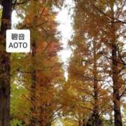 ヒメ日記 2025/11/26 09:34 投稿 碧音 熟女の風俗最終章 横浜本店