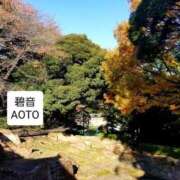 ヒメ日記 2025/11/27 02:47 投稿 碧音 熟女の風俗最終章 横浜本店