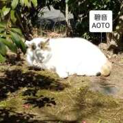 ヒメ日記 2025/11/28 08:14 投稿 碧音 熟女の風俗最終章 横浜本店