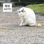 ヒメ日記 2025/11/28 14:24 投稿 碧音 熟女の風俗最終章 横浜本店