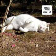 ヒメ日記 2025/11/29 10:24 投稿 碧音 熟女の風俗最終章 横浜本店