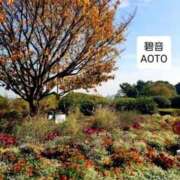 ヒメ日記 2025/11/29 10:40 投稿 碧音 熟女の風俗最終章 横浜本店