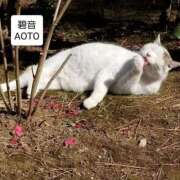 ヒメ日記 2025/12/05 07:44 投稿 碧音 熟女の風俗最終章 横浜本店