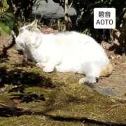 碧音 変更碧音/あおと6土)休み 熟女の風俗最終章 横浜本店