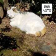 ヒメ日記 2025/12/09 10:27 投稿 碧音 熟女の風俗最終章 横浜本店