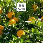 ヒメ日記 2025/12/16 11:59 投稿 碧音 熟女の風俗最終章 横浜本店