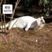 ヒメ日記 2025/12/19 18:31 投稿 碧音 熟女の風俗最終章 横浜本店