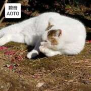 ヒメ日記 2025/12/23 07:44 投稿 碧音 熟女の風俗最終章 横浜本店