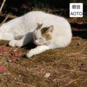 ヒメ日記 2026/01/12 18:08 投稿 碧音 熟女の風俗最終章 横浜本店