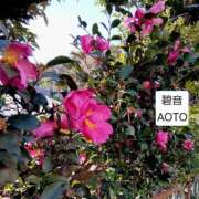 ヒメ日記 2026/01/27 11:44 投稿 碧音 熟女の風俗最終章 横浜本店