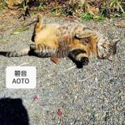 ヒメ日記 2026/01/29 15:39 投稿 碧音 熟女の風俗最終章 横浜本店