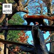 ヒメ日記 2026/02/19 09:24 投稿 碧音 熟女の風俗最終章 横浜本店